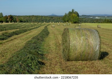 Rows of freshly cut hay and round hay bales in a farm field on a beautiful summer afternoon.  Daytime. Bales of hay.  Hay making. Round bales. Agriculture.  Agricultural landscape. Countryside. Farm. - Powered by Shutterstock