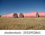 Rows of freshly harvested round prepared bales of raw white cotton ready for processing in rural West Texas