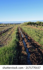 Rows Of Fruit Tree Seedling Planted At Orchard In Cedaredge Colorado