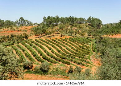 Rows Of Fruit Trees In The Algarve, Portugal.