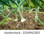 Rows of fully grown onions ready to be harvested. Growing own fruits and vegetables in a homestead. Gardening and lifestyle of self-sufficiency.