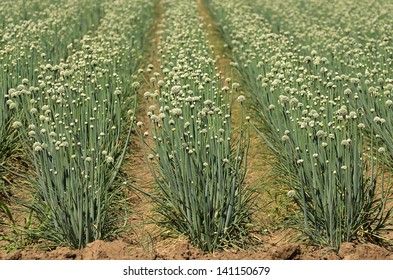 Rows Of Garlic In The Central California Agricultural Valley