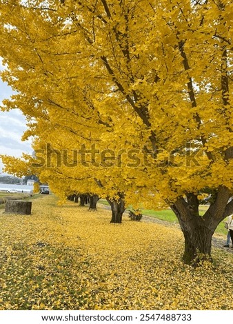 Rows of ginkgo trees with falling yellow leaves