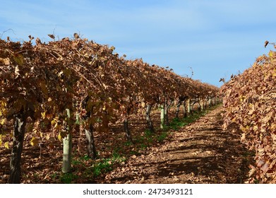 Rows of grape vines are almost dormant in the cooler months of the year waiting for the spring warmth.