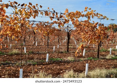 Rows of grape vines are almost dormant in the cooler months of the year waiting for the spring warmth.