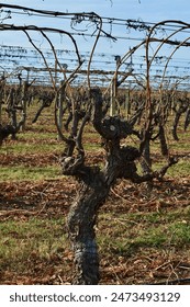 Rows of grape vines are almost dormant in the cooler months of the year waiting for the spring warmth.