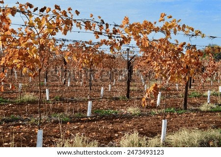 Rows of grape vines are almost dormant in the cooler months of the year waiting for the spring warmth.
