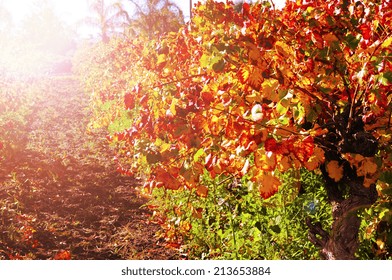 Rows Of Grape Vines With Autumn Leaves In Australian Winery Vineyard With Golden Sunset.