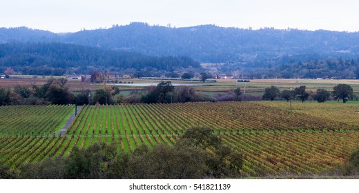 29 Napa tree point Images, Stock Photos & Vectors | Shutterstock