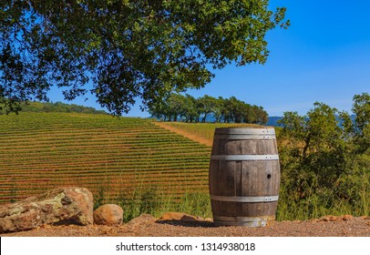 Rows Of Grape Vines On Rolling Hills With A Wine Barrel In The Foreground At A Vineyard In The Spring In Sonoma County, California, USA