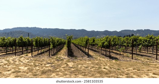 Rows of grape vines in a vineyard 
