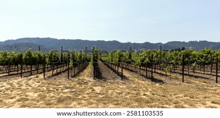 Rows of grape vines in a vineyard 