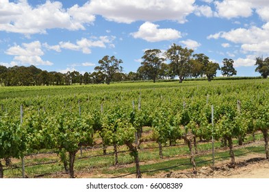 Rows Of Grape Vines At A Winery In The Adelaide Hills, South Australia.