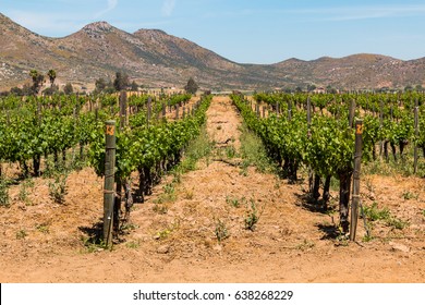 Rows Of Grapes Growing In Ensenada In Baja California, With A Mountain Range In The Background.  