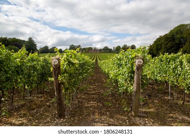 rows of grapes growing in a vineyard in the UK, Hambledon Vineyard, Hampshire