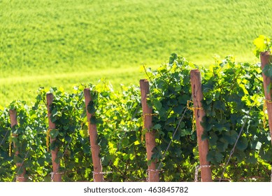 Rows Of Grapes In Oregon Wine Country Need Dundee