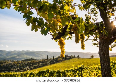 Rows of grapes in a vineyard. - Powered by Shutterstock