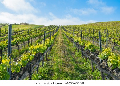 Rows of grapevines, and cloudy sky in the background. Young spring crop of a green grape, farmland in California