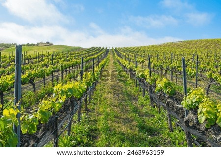 Rows of grapevines, and cloudy sky in the background. Young spring crop of a green grape, farmland in California