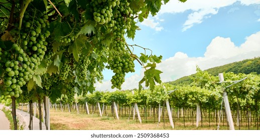 Rows of grapevines extend into the distance, surrounded by green foliage and sunny skies, indicating a fertile vineyard in the heart of Valpolicella - Powered by Shutterstock