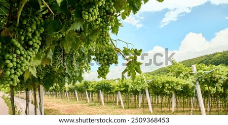 Rows of grapevines extend into the distance, surrounded by green foliage and sunny skies, indicating a fertile vineyard in the heart of Valpolicella