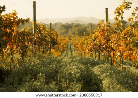 Rows of grapevines in large vineyard on mountainside in France, Italy. Red, white, rose wine production in local farm,old winery. Grape vine on nature hill. Countryside landscape. Rural tranquil view.