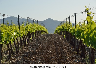 Rows Of The Grapevines Are On The Clay Silt Soil In The Background Of The Remote Mountains.