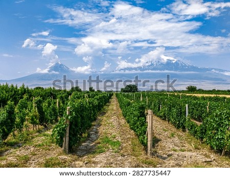 Rows of grapevines stretch toward distant snow-capped mountains under blue sky with white clouds