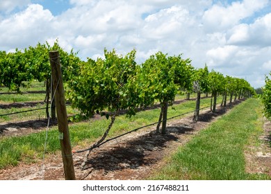 Rows Grapevines Trees Cultivated Plants On Stock Photo 2167488211 ...