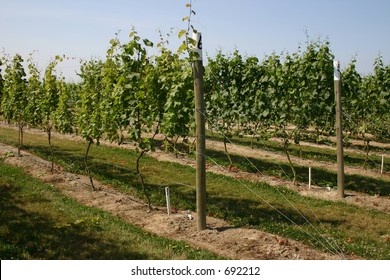 Rows Of Grapevines In A Vineyard In Washington State