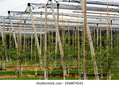 Rows of green apple trees in orchard protected by netting against storm, hail or birds. Agricultural landscape with apple plantation and net. Food production industry