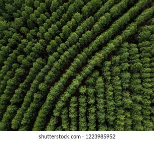 Rows Of Green Australian Pine Trees Aerial Drone Shot From Above Lots Of Interesting Lines Natural Green Background Or Wallpaper