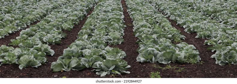 Rows Of Green Cabbage In A Wisconsin Farm Field