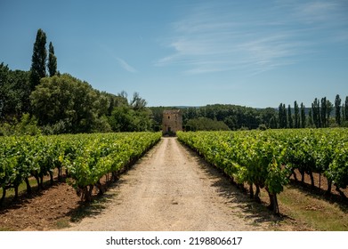 Rows of green grapevines growing on pebbles on vineyards near Lacoste and Bonnieux villages in Luberon, Provence, France