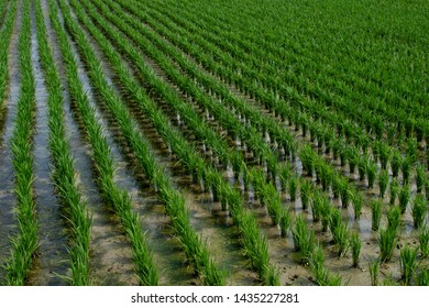 Rows Of Green, Planted Rice Plants In The Paddy Fields, South Korea 