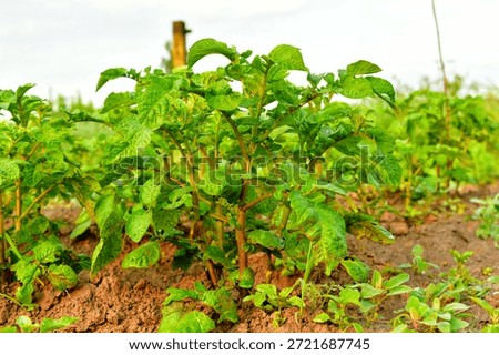 Rows of green potato tops sprouting in the garden.