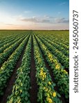 Rows of green soy plants in a field with a beautiful sunset sky