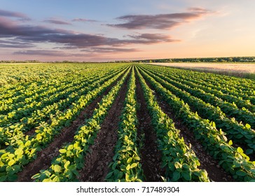 Rows Of Green Soybean At Idyllic Sunset. Perfect Agriculture Fields As Industry Standard In Harvest Season.