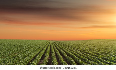 Rows Of Green Soybean At Idyllic Sunset. Perfect Agriculture Fields As Industry Standard In Harvest Season.