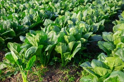 Rows Of Green Spinach On A Field