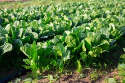 Rows Of Green Spinach On A Field. High Quality Photo