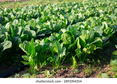 Rows of green spinach on a field. High quality photo - Shutterstock ID 1893394354