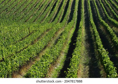 rows of green vines in September in the Tuscan countryside. Chianti Classico area near Pontassieve, harvest time. Vineyards in Tuscany, Italy.