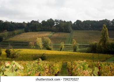 Rows Of Green Vineyard South West Of France, Bordeaux