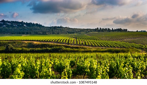 Rows of green vineyards growing in the agricultural lands of the biblical Ayalon valley between Latrun and Neve Shalom; Shfela lowlands, Central Israel