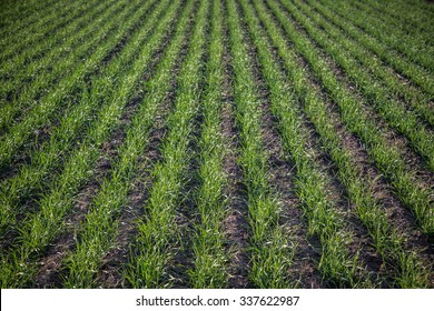 Rows of Growing Wheat/An early stage field of wheat with rows of young seedlings