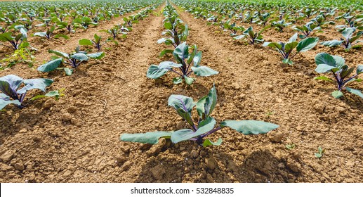 Rows of growing young red cabbage plants in a Dutch field on a sunny day in the end of the spring season.