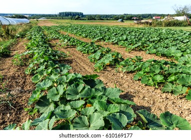 Rows Of Growing Zucchini (Cucurbita Pepo) In Field 