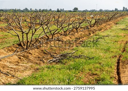 Rows of heavily pruned fig trees in a commercial fruit orchard with discarded branch debris on the ground.