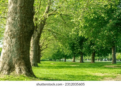 Rows of horse chestnut trees in a park in The UK. A quiet, tranquil oasis of green. - Shutterstock ID 2312035605
